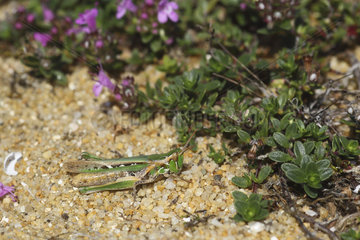 Grasshopper (Calephorus compressicornis) on a dune  Loire Atlantique  France