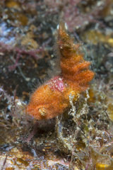 Shrimp (Trachycaris restricta). Small Decapod of less than 1 cm  Tenerife. Marine invertebrates of the Canary Islands.