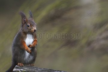 Red squirrel (Sciurus vulgaris)  Northern Vosges Regional Nature Park  France