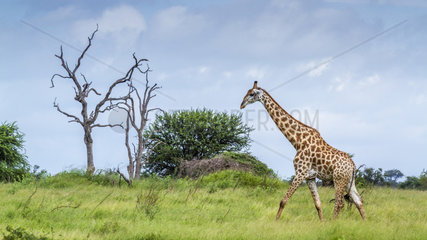 Giraffe (Giraffa camelopardalis) in Kruger National park  South Africa.
