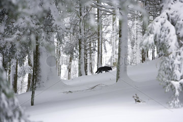 Grey wolf (Canis lupus lupus) in the undergrowth in winter  Doller Valley  Haut-Rhin  Alsace  France