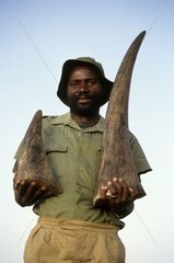 Ranger holding the horns of rhinoceros Zimbabwe
