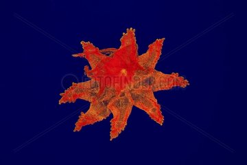 Mediterranean red coral polyp Zoom x20