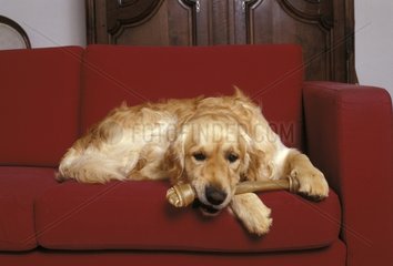 Golden Retriever couché sur un canapé