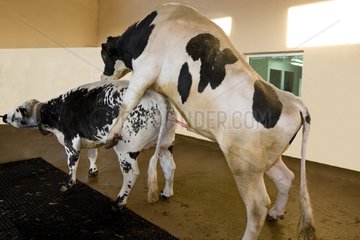 Herstellung von Holstein Bull vor Samenprobe
