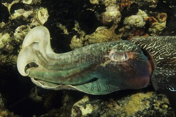 Male Giant Cuttlefish Intimidating rivals