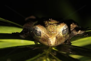 Portrait of a Tree Frog on a Palm leaf Tenorio NP
