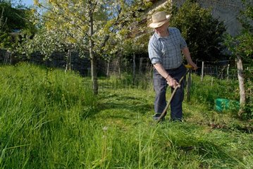 A man mowing a meadow with a scythe to the former