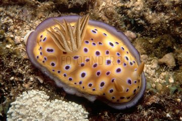 Nudibranche sur un récif corallien Nouméa