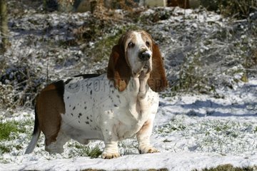 Basset Hound dans la neige France