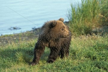 Ourson Grizzli près d'un plan d'eau Alaska USA