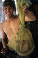 Wild Cobra fÃ¼r die Verkostung wÃ¤hrend des restauranten Vietnams vorgeschlagen