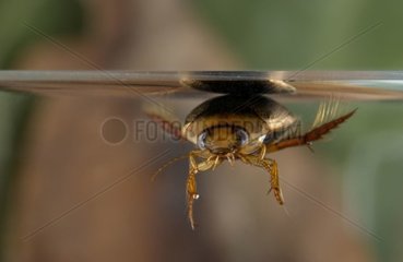 Diving beetle under water and breathing in a bubble