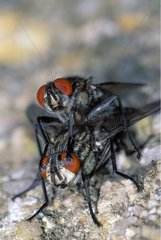 Accouplement de mouches de la famille des Calliphoridae
