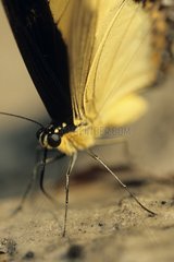 Queen Swallowtail drinking on ground Brazil