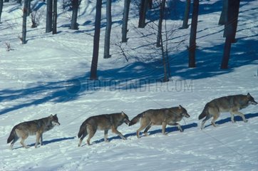 Meute de loups d'Europe marchant dans la neige Europe