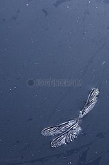 FlÃ¼gel der Libelle  die auf Wasservolen Frankreich schwimmt