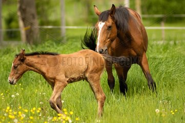 Selle français mare in a meadow with its foal