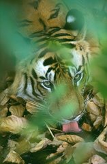 Tiger des männlichen bengalischen Trommeln PN Bandhavgarth Indien