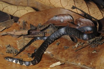 Kurze Bodenschlange auf toten Blättern French Guayana