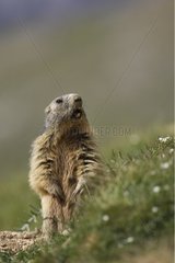 Alpine Marmot whistling Pyrenees Spain