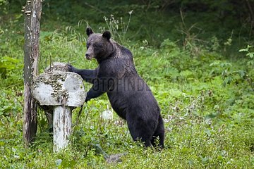 Brown bear searching food Romania