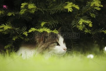 Katze im Gras unter einer Hecke Frankreich legt