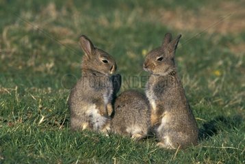 Three young European Rabbits at the exit of burrow France