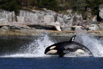 Orcas jumping on the surface of Johnstone Strait Canada