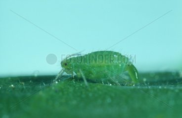 Aphid female giving birth on a leaf