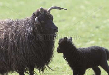 Hebridean ewe and its lamb North Uist Island Scotland