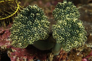 Stalked Colonial Ascidian Indonesia