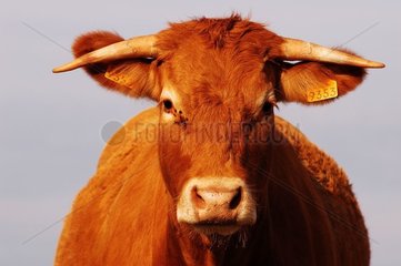 'Limousine' Kuh mit Fliegen um das Auge