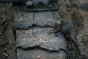 Rat noir cherchant de la nourriture dans la gare d'Agra Inde