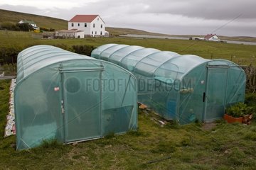 Domestic greenhouses Darwin East Falkland Falkland Islands