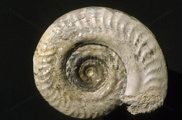 Ammonite of Toarcien