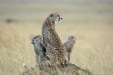 Female Cheetah and 5 month old youngs Masaï Mara Kenya
