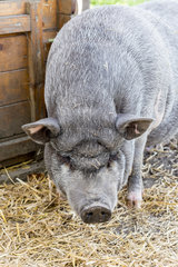 Grey domestic pig in a pigsty  Pas-de-Calais  France