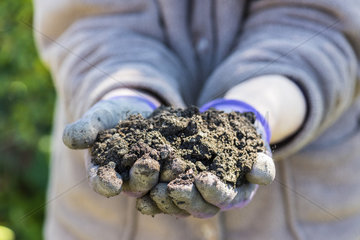 Potting soil in the hands of a gardener