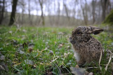 Young European Hare grooming France