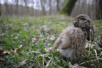 Young European Hare grooming France