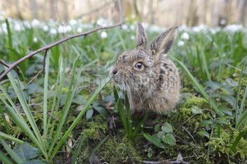 European Hare in late of winter France