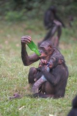 Gracile Chimpanzee using a bottle to drink Congo
