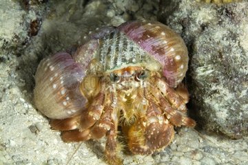 Anemone hermit crab with anemones on its shell Tuamotu