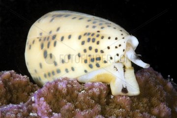 Cone shell crawling on the seabed Tuamotu