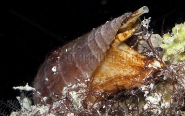 Cone shell crawling on the seabed Tuamotu