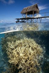 Coral beneath the surface of water near a pontoon Tuamotu