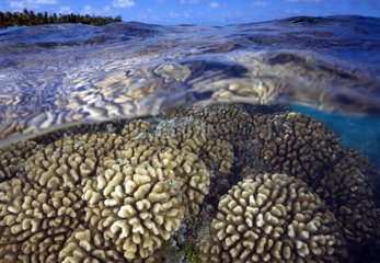 Coral beneath the surface of water Tuamotu