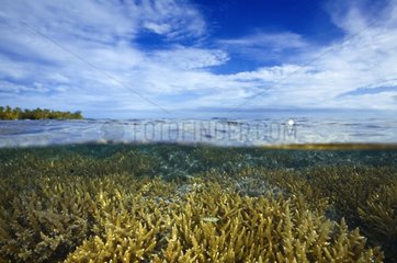 Coral beneath the surface of water Tuamotu