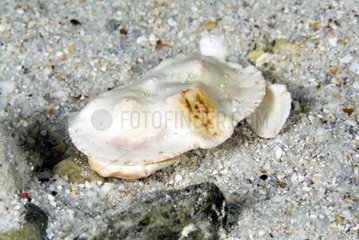 Crab on a sea bottom Tuamotu